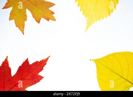 Collection of multicolored fallen autumn leaves isolated on white background.Isolated leaves.Copy space  Stock Photo