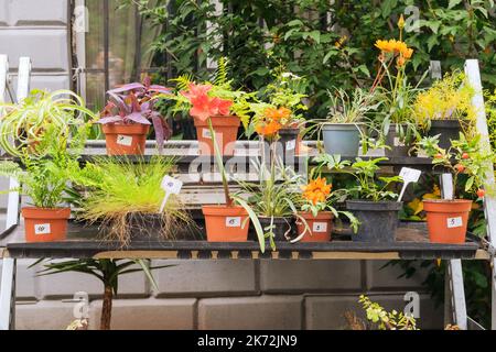 Seedlings in containers in local market. Decorative potted plants are for sale. Garden store with flowers.  Variety of flowers for decoration. Stock Photo