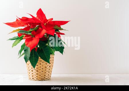 Natural miniature Christmas flower poinsettia in pot on white table with natural decor and white background. Xmas greeting card with copy space and Stock Photo