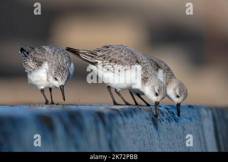 Sanderling, Calidris alba, adult non breeding/ winter plumage bird group feeding on the sea wall  Norfolk Stock Photo