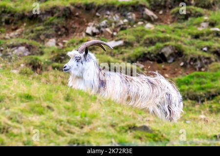 Single Wild Goat standing on a hillside near Birkhill, Moffat, Scotland Stock Photo