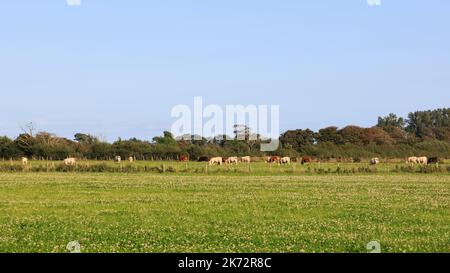 Sunlit mixed breed cattle gazing in a Scottish meadow Stock Photo