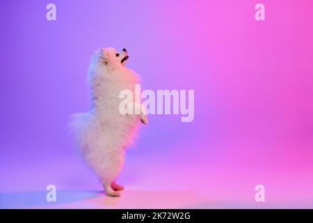 Cute small white pomeranian Spitz, doggy stands on its hind legs isolated over gradient pink-purple background in neon light. Concept of movement
