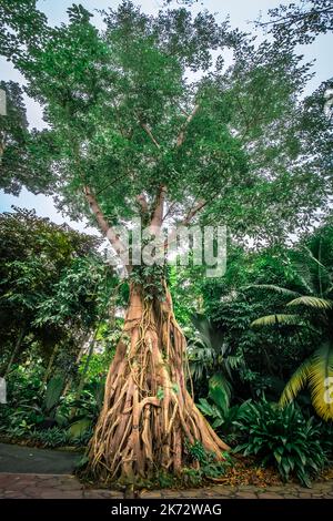 Heritage Tree in the Singapore Botanic Gardens. An UNESCO World Heritage Site of Singapore. Stock Photo