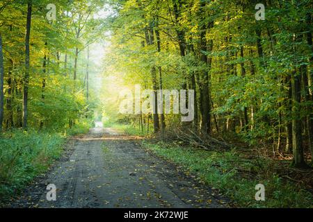 Dirt road through the forest and sunlight Stock Photo