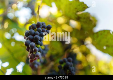 Row of vineyards with blue grapes in autumn day. Stock Photo