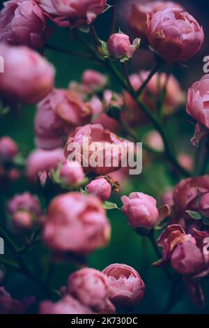 Miniature Roses slowly wilting. High quality photo Stock Photo