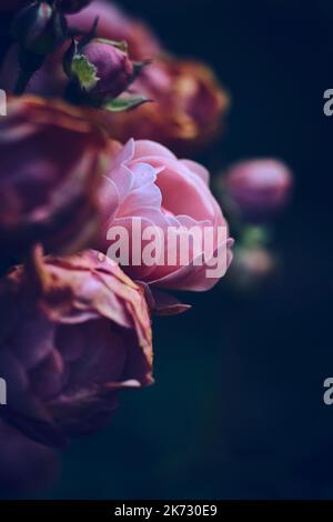 Miniature Rose wilting. High quality photo Stock Photo