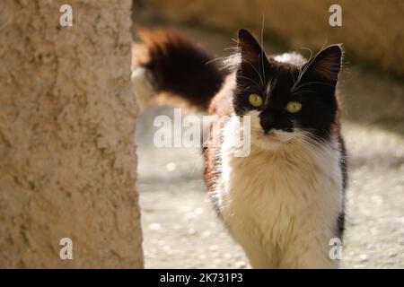 Cat walking towards the camera Stock Photo
