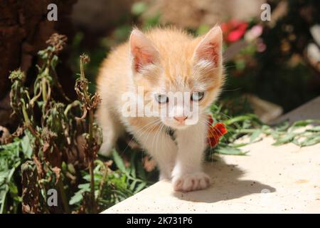 cat walking towards the camera Stock Photo