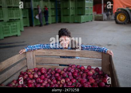 Pretty satisfied farmer woman hugging big crate full of red ripe apples harvested in orchard in autumn Stock Photo