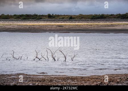 Drought conditions and receding water levels exposing the remains of skeletal dead trees showing above the surface of Colliford Lake Reservoir on Bodm Stock Photo