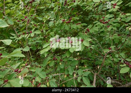 Lonicera xylosteum branch close up Stock Photo