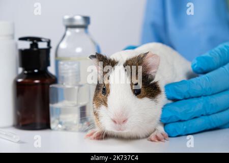 Small white guinea pig at the vet's appointment at the veterinary clinic Stock Photo
