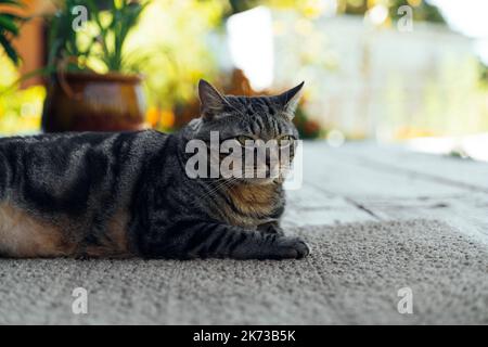 the cat is resting on the deck of the backyard against the background of the golden setting sun Stock Photo