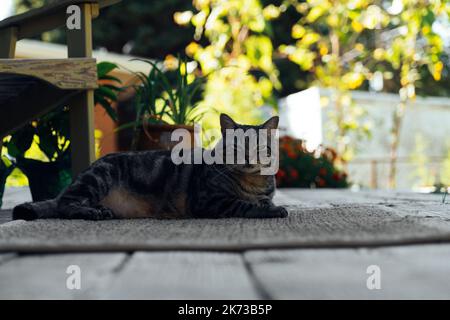 the cat is resting on the deck of the backyard against the background of the golden setting sun Stock Photo