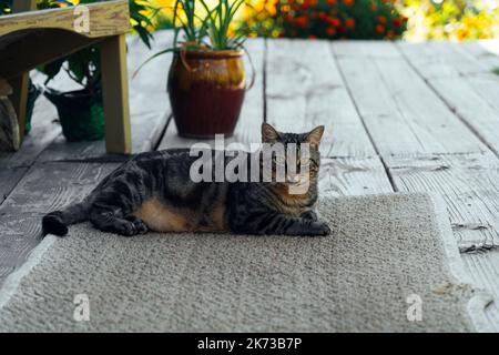 the cat is resting on the deck of the backyard against the background of the golden setting sun Stock Photo