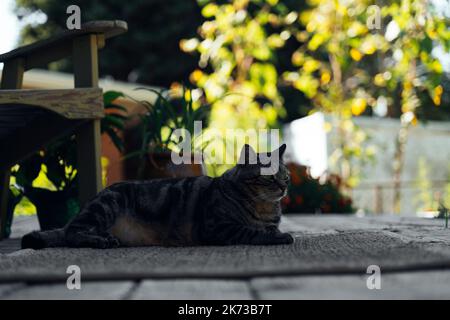 the cat is resting on the deck of the backyard against the background of the golden setting sun Stock Photo