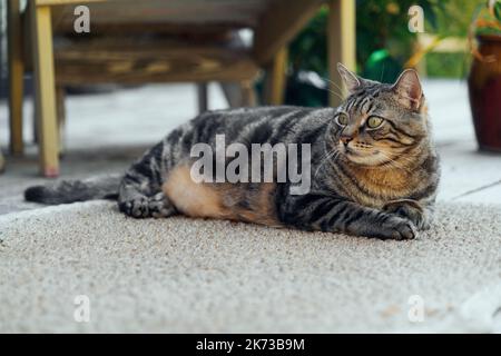 the cat is resting on the deck of the backyard against the background of the golden setting sun Stock Photo