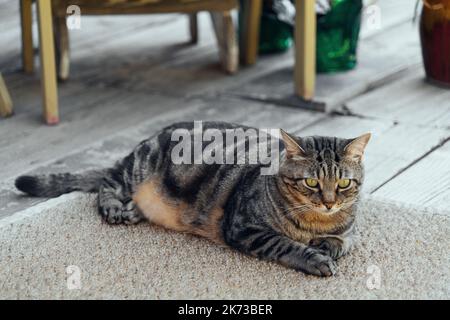 the cat is resting on the deck of the backyard against the background of the golden setting sun Stock Photo