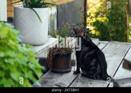 the cat is resting on the deck of the backyard against the background of the golden setting sun Stock Photo