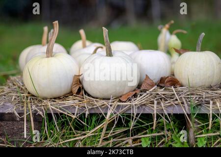 Various white pumpkins on a wooden pallet laid out with straw in autumn Stock Photo