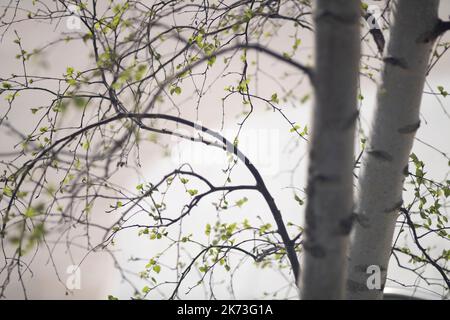 Detail of silver birch tree. Exchange Square, London, United Kingdom. Architect: DSDHA, 2022. Stock Photo