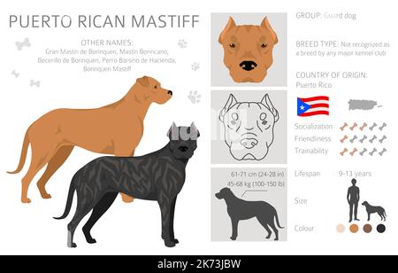 Puerto Rican Mastiff clipart. All coat colors set. All dog breeds ...