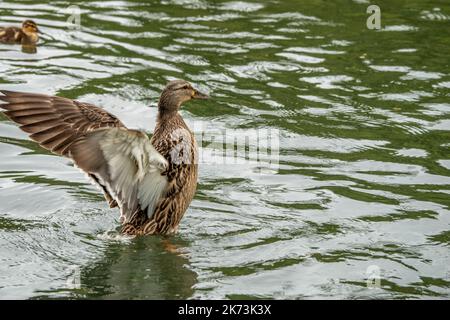 female mallard duck flapping wings about to take off from the water with duckling in the background Stock Photo