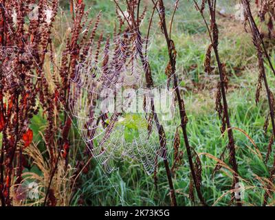 A spider web, spiderweb, spider's web, or cobweb is a structure created by a spider out of proteinaceous spider silk extruded from its spinnerets Stock Photo