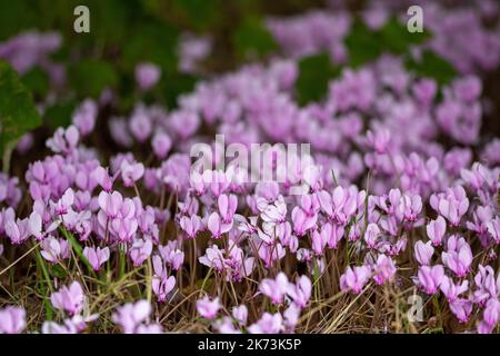 carpet of beautiful pink cyclamen with a blurred background Stock Photo