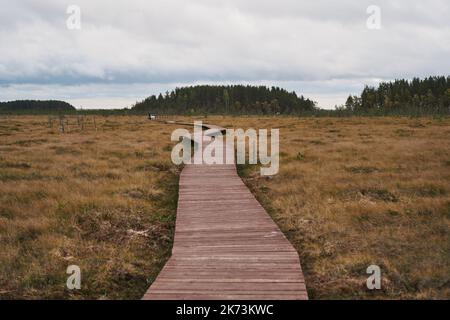 Sestroretsk swamp eco-trail without people, passing directly over the swamp, going into the forest. Autumn season Stock Photo