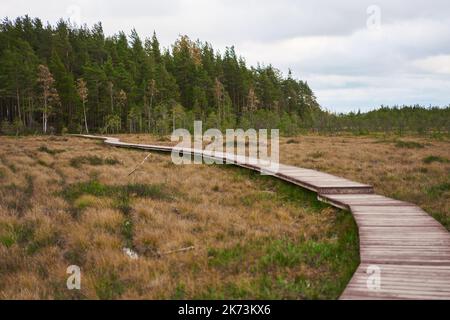 Sestroretsk swamp eco-trail without people, passing directly over the swamp, going into the forest. Autumn season Stock Photo