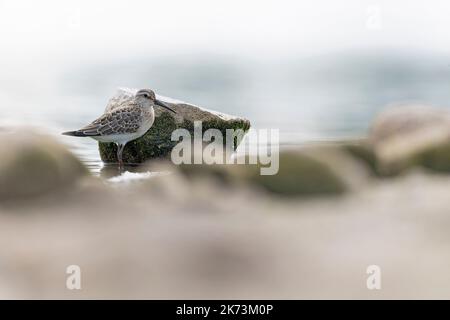 A first calendar year curlew sandpiper (Calidris ferruginea) foraging during fall migration at a lake. Stock Photo