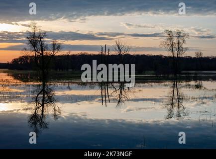 Sunrsie light creates silhouettes of trees and their reflections in a wetland along the Portage River, Phyllis Haehnle Sanctuary, Jackson County, MI Stock Photo