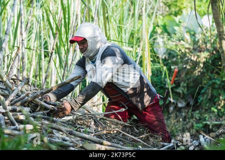 latino farmer, collecting freshly cut sugar cane by hand. brown man in the middle of a sugar cane field collecting sugar cane for the production of pa Stock Photo