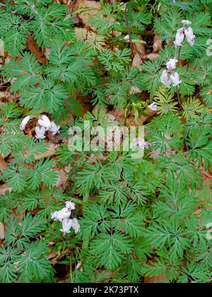 Squirrel Corn flowers and leaves cover the forest floor that is filled with last year's forest leaves, Warren Woods State Park, Berrien County, Michig Stock Photo