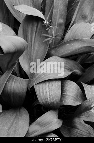 A single shoot of Bedstraw (Galium boreale) grows up between Wild Leek (Allium tricoccum) leaves on the forest floor, Warren Woods State Park, Berrien Stock Photo