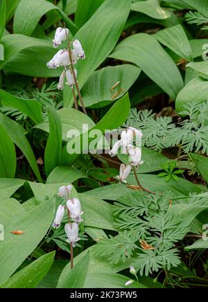 Squirrel Corn flowers and Wild Leek leaves fill the forest floor, Warren Woods State Park, Berrien County, Michigan Stock Photo