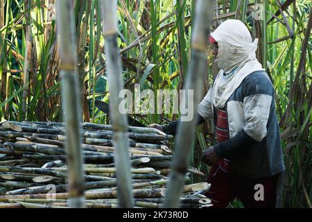 latino farmer, sugar cane farmer, assembling a pile of freshly cut cane ready to be transported to the sugar mill. brown man with a machete in his han Stock Photo
