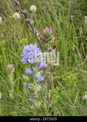 Violet flowers of Campanula cervicaria in Nature park Stara planina in eastern Serbia Stock Photo