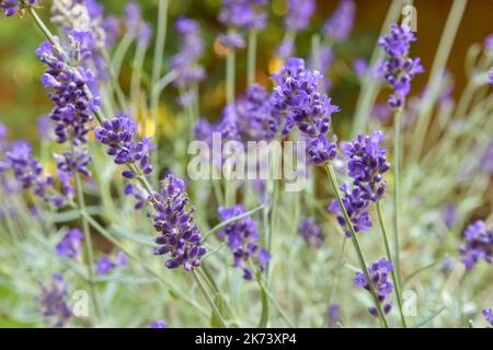 Hidcote lavender growing in garden Stock Photo