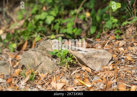 Podarcis siculus Italian Wall Lizards basking on rock Nozarego Northern Italy ITA. September 2022 Stock Photo