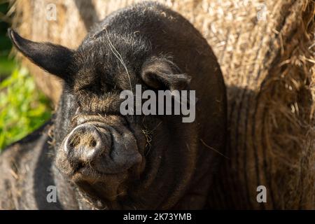 Pot-bellied Vietnamese pig at a farm. Stock Photo