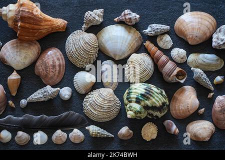 Set of diverse sea shells. Summer concept with seashells and starfish on dark background. Top view, flat lay Stock Photo