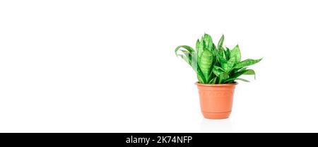 Sansevieria Hahnii Crested on white background, indoor plant growing, green home decor. Stock Photo