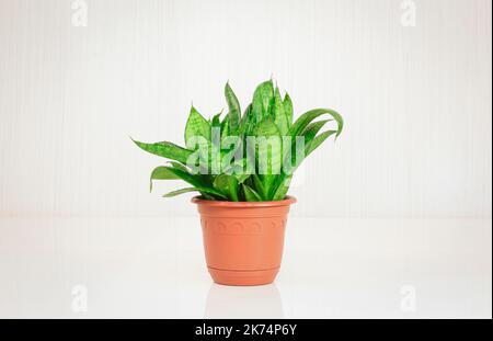Snake plant (Sansevieria Hahnii Crested) on a light background, indoor plant growing, green home decor. Stock Photo