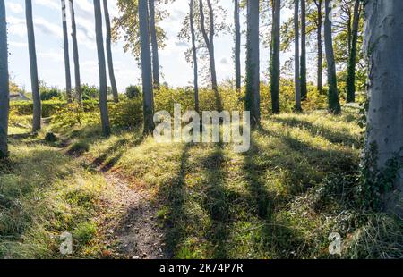 backlight scene in the forest, Grass and trees Stock Photo