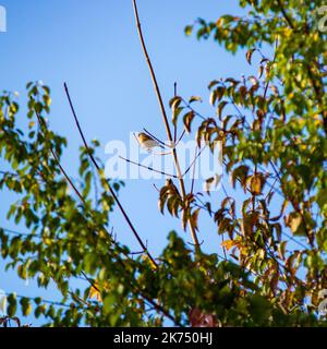 Two sparrows perched on a tree looking for food. Stock Photo