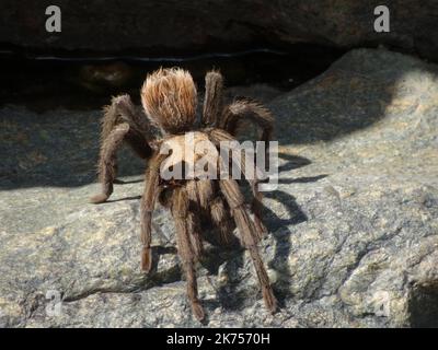 A tarantula perched on a rock waits above a stream of water Stock Photo